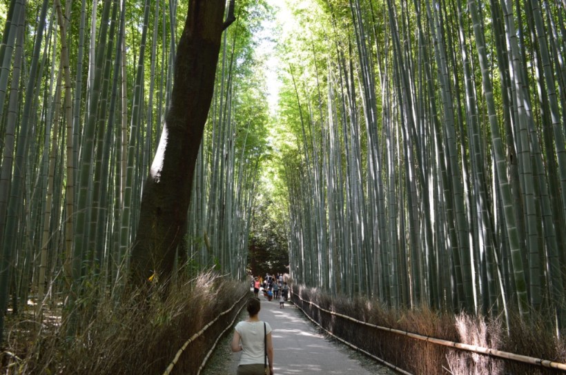 Me In the beautiful yet mosquito infested. bamboo forest 