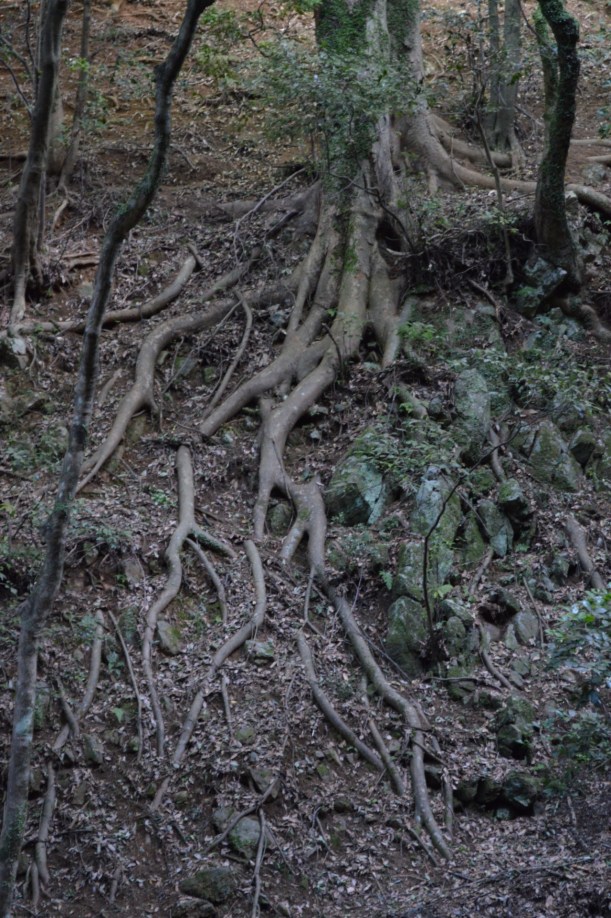 Cool tree on our way up the mountain. The roots were huge!