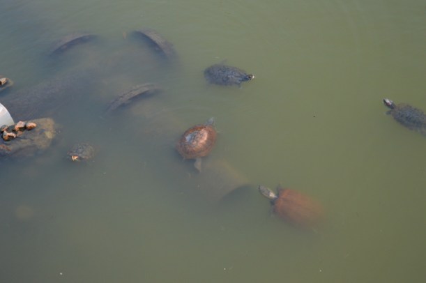 A large bowl of turtle soup! Just kidding, we found a pond full of turtles in the middle of the city.