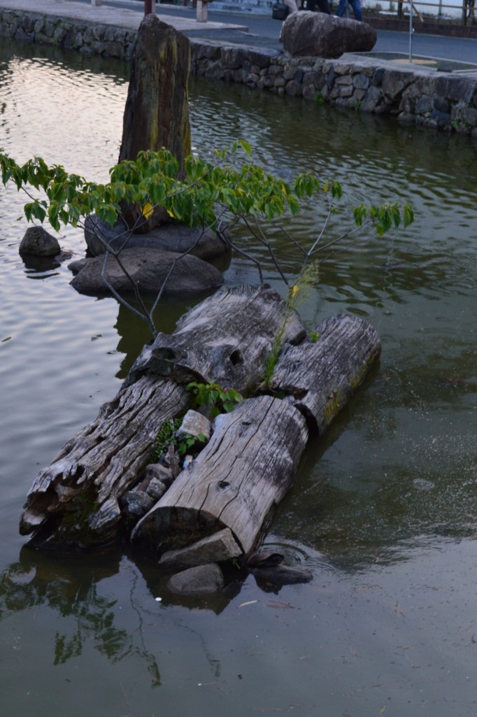 That pond was full of surprises. Here's a tree, in a tree, in a pond.
