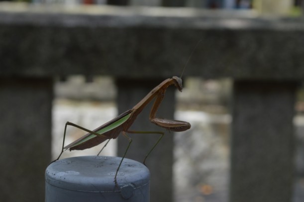 This is what we found right outside the toilet, a gigantic mantis! I've never seen one in real life so I was very excited
